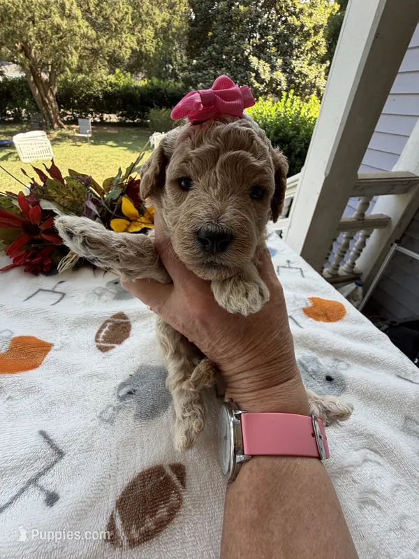Shirley’s Pink Girl – Miniature Goldendoodle puppy for sale in Eatonton, GA