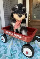 Reduced!   Trendy’s Brown Boy, a female Schnoodle for sale in Eatonton, GA – 3 of 7