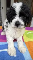 Hailey’s Green Boy, a male Cavapoo for sale in Eatonton, GA – 6 of 10