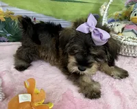 Trendy’s Purple Girl, a female Schnoodle for sale in Eatonton, GA – 6 of 9
