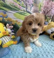 Pipi’s Yellow Boy, a male Maltipoo for sale in Eatonton, GA – Photo 8 of 8