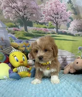 Pipi’s Yellow Boy, a male Maltipoo for sale in Eatonton, GA – Photo 2 of 8