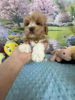 Pipi’s Yellow Boy, a male Maltipoo for sale in Eatonton, GA – Photo 7 of 8