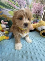 Pipi’s Yellow Boy, a male Maltipoo for sale in Eatonton, GA – Photo 3 of 8