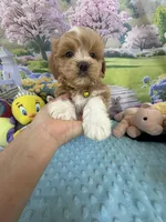 Pipi’s Yellow Boy, a male Maltipoo for sale in Eatonton, GA – Photo 5 of 8