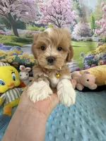 Pipi’s Yellow Boy, a male Maltipoo for sale in Eatonton, GA – Photo 6 of 8