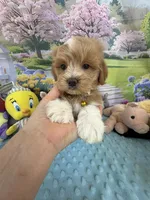 Pipi’s Yellow Boy, a male Maltipoo for sale in Eatonton, GA – Photo 4 of 8