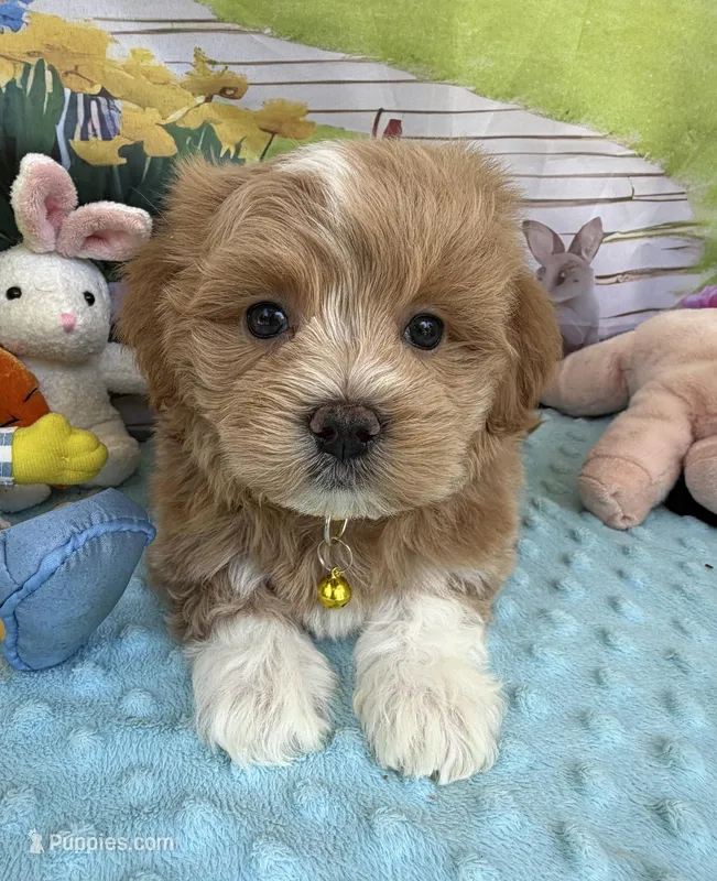 Pipi’s Yellow Boy – Maltipoo puppy for sale in Eatonton, GA