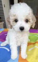 Hailey’s Brown Boy, a male Cavapoo for sale in Eatonton, GA – 1 of 9