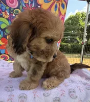 Peaches’ Dark Blue Boy, a male Cavapoo for sale in Eatonton, GA – Photo 6 of 10