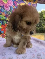 Peaches’ Dark Blue Boy, a male Cavapoo for sale in Eatonton, GA – Photo 5 of 10