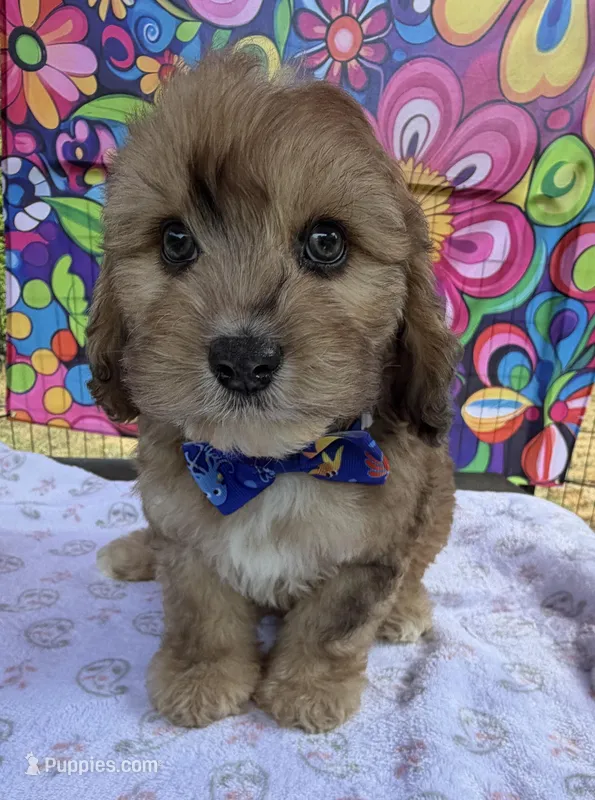 Peaches’ Dark Blue Boy – Cavapoo puppy for sale in Eatonton, GA