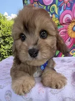 Peaches’ Dark Blue Boy, a male Cavapoo for sale in Eatonton, GA – Photo 8 of 10