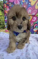 Peaches’ Dark Blue Boy, a male Cavapoo for sale in Eatonton, GA – Photo 3 of 10