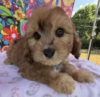 Peaches’ Dark Blue Boy, a male Cavapoo for sale in Eatonton, GA – Photo 9 of 10