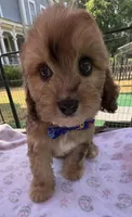 Peaches’ Dark Blue Boy, a male Cavapoo for sale in Eatonton, GA – Photo 7 of 10