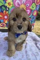 Peaches’ Dark Blue Boy, a male Cavapoo for sale in Eatonton, GA – Photo 2 of 10
