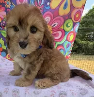 Peaches’ Dark Blue Boy, a male Cavapoo for sale in Eatonton, GA – Photo 4 of 10