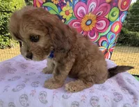 Peaches’ Dark Blue Boy, a male Cavapoo for sale in Eatonton, GA – Photo 10 of 10