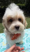 Pipi’s Orange Boy, a male Maltipoo for sale in Eatonton, GA – 3 of 6