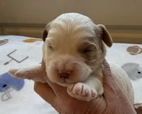 processed/722ca32f-5418-4515-a1b7-0ed498b609d7/listing/92ce2813-3cf4-466c-93f5-915d8d612656/23cd49ff-30a1-4fca-a345-990640f800ba