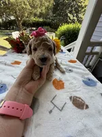Shirley’s Pink Girl, a female Miniature Goldendoodle for sale in Eatonton, GA – 4 of 7