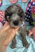Bernie’s Blue Merle Boy, a male Miniature Bernedoodle for sale in Eatonton, GA – 3 of 9