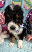 Bernie’s Tri Boy, a male Miniature Bernedoodle for sale in Eatonton, GA – 4 of 10