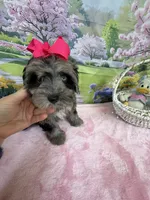Trendy’s Tiny  Pink Girl Blue eye, a female Schnoodle for sale in Eatonton, GA – 5 of 9