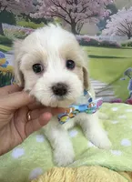 Jellybean’s Apricot/White Boy (blue in eye), a male Maltipoo for sale in Eatonton, GA – 2 of 10