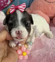 Jellybean’s Blue Merle Girl, a female Maltipoo for sale in Eatonton, GA – 1 of 9