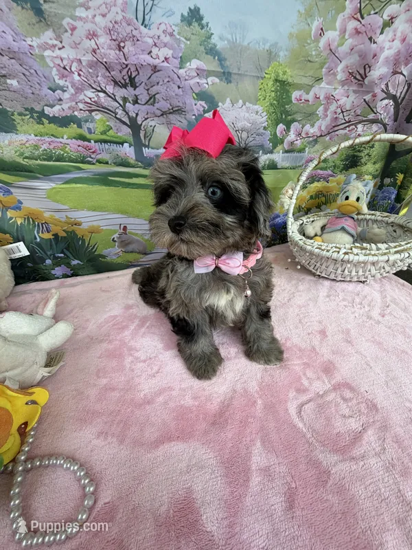Trendy’s Tiny  Pink Girl Blue eye – Schnoodle puppy for sale in Eatonton, GA