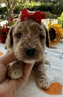 Shirley’s Red Girl, a female Miniature Goldendoodle for sale in Eatonton, GA – 2 of 7