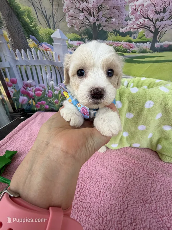 Jellybean’s Apricot/White Boy – Maltipoo puppy for sale in Eatonton, GA