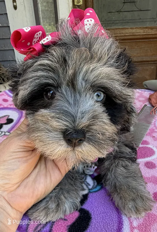 Trendy’s Tiny  Pink Girl Blue eye – Schnoodle puppy for sale in Eatonton, GA