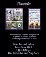 Bernie’s Bl/Wh/Tan Parti Boy, a male Miniature Bernedoodle for sale in Eatonton, GA – 8 of 9