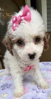 Hailey’s Pink Girl, a female Cavapoo for sale in Eatonton, GA – 5 of 8