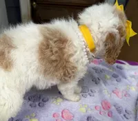 Hailey’s Yellow Girl, a female Cavapoo for sale in Eatonton, GA – 8 of 8