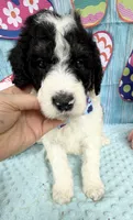 Bernie’s Bl/Wh/Tan Parti Boy, a male Miniature Bernedoodle for sale in Eatonton, GA – 5 of 9