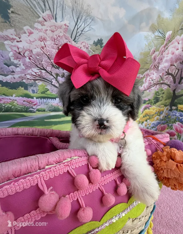 Jellybean’s Blue Merle Girl – Maltipoo puppy for sale in Eatonton, GA