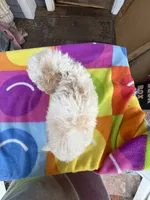 Hailey’s Brown Boy, a male Cavapoo for sale in Eatonton, GA – 2 of 9