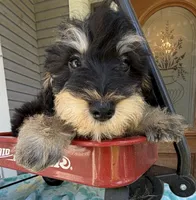 Reduced!   Trendy’s Brown Boy, a female Schnoodle for sale in Eatonton, GA – 4 of 7