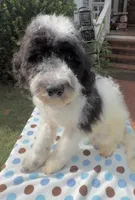 Hailey’s Brown Boy, a male Cavapoo for sale in Eatonton, GA – 8 of 9