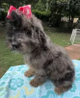 Gabby’s Merle Girl. Reduced!, a female Miniature Bernedoodle for sale in Eatonton, GA – 6 of 7