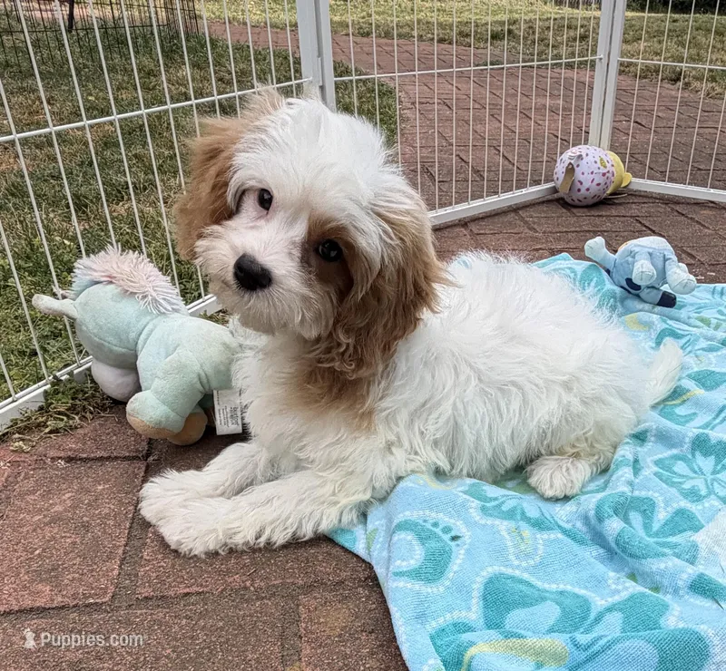 Katy’s Boy – Cavapoo puppy for sale in Eatonton, GA