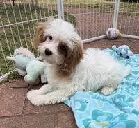 Katy’s Boy, a female Cavapoo for sale in Eatonton, GA – Photo 2 of 3