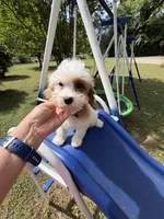 Katy’s Boy, a female Cavapoo for sale in Eatonton, GA – Photo 3 of 3