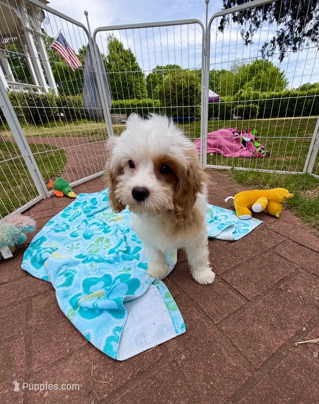 Katy’s Boy – Cavapoo puppy for sale in Eatonton, GA