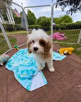 Katy’s Boy, a female Cavapoo for sale in Eatonton, GA – Photo 1 of 3
