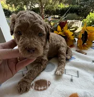 Shirley’s Black Boy, a male Miniature Goldendoodle for sale in Eatonton, GA – 6 of 6